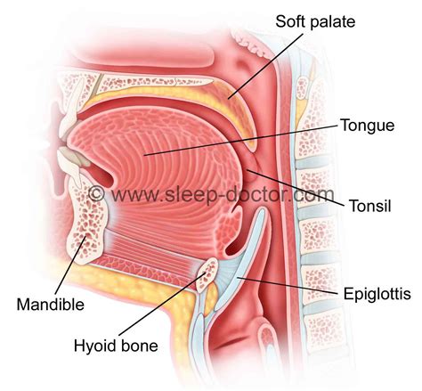 Epiglottis Anatomy - Sleep Doctor