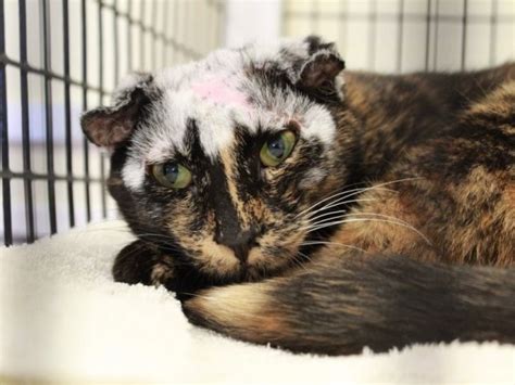 Cat Recovered From Scabies Has a Unique Look – Pet Radio Magazine
