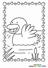 Duck In A pond  Coloring Pages For Kids sketch template