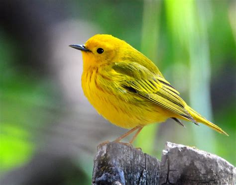 Utah Bird Profile - Yellow Warbler