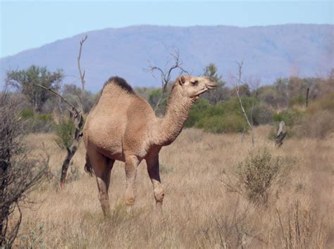 Ian Fraser, talking naturally: American Camels