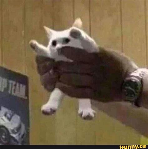 #shitpost#cat#memes#cursed_images - iFunny