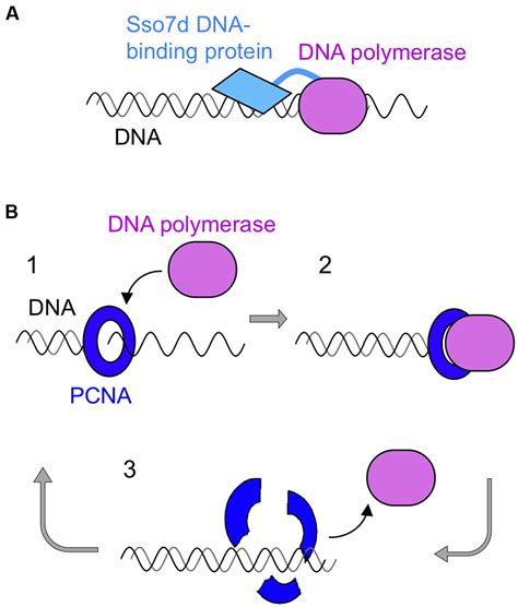 Frontiers | DNA polymerases as useful reagents for biotechnology – the history of developmental ...