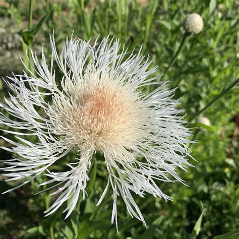 Basketflower, American | Siskiyou Seeds