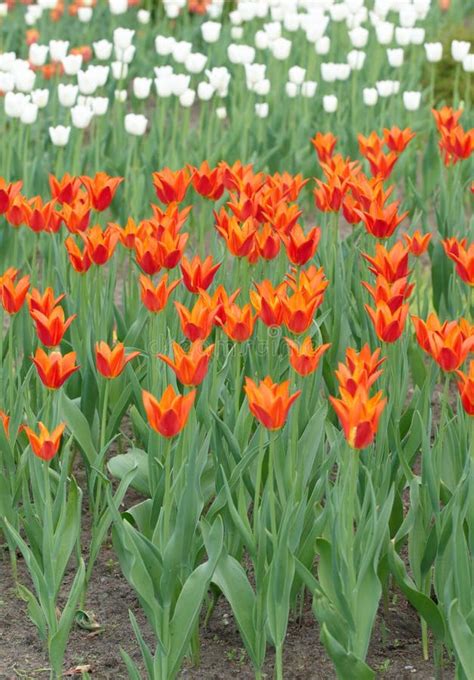 Orange and white tulips stock photo. Image of outdoor - 14334118