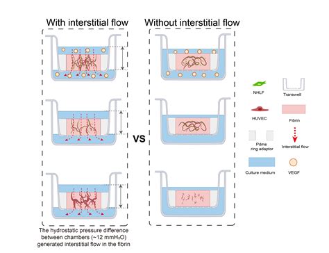 Bioengineering | Free Full-Text | A Transwell-Based Vascularized Model ...