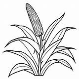 Maize Plant coloring Page Lulu Pages sketch template