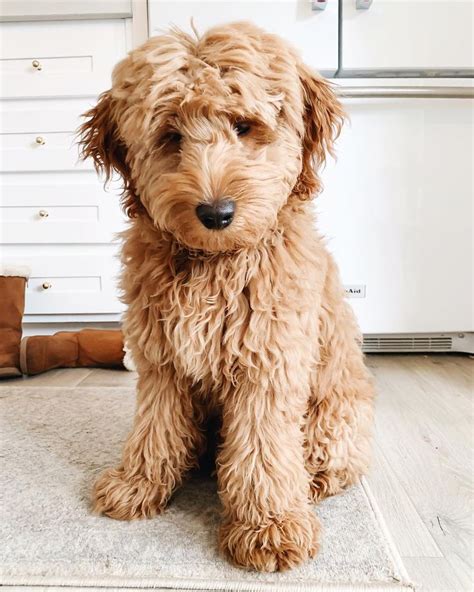 Types of Goldendoodle Colors | Mini goldendoodle puppies, Goldendoodle ...