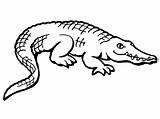 Cute Alligator Coloring Page  Free Printable Pages For Kids sketch template