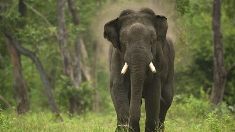 Kabini Safari - Updated 2023