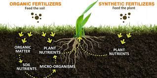 The Difference Between Manure and Fertilizers and How they Work - Agric4Profits