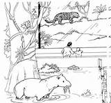 Print Zoo Animals coloring Page  Download Or Color Online For Free sketch template