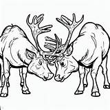 Wildlife Elk Coloring Pages  For Kids – Smart Creative And Fun sketch template