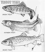 Brook Trout Sketches Sketch Coloring Page sketch template