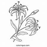 Lily Coloring Pages Free Printable PDF sketch template