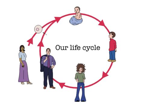 Human Life Cycle Diagram