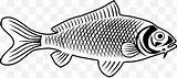 ปลา ปลาคาร์พ การวาดภาพ ปลานิล บลูกิล Bonyfish Pomacentridae  sketch template