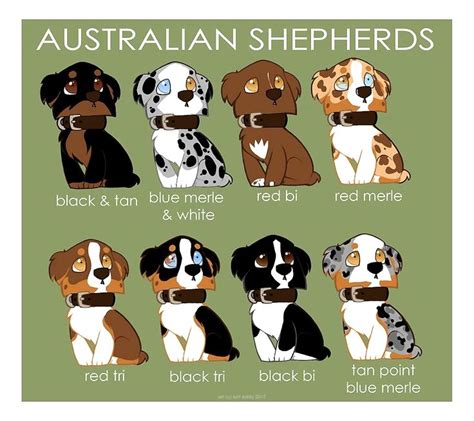 aussie | Australian shepherd colors, Shepherd puppies, Cute dogs