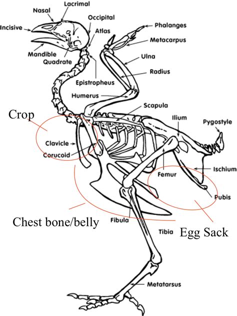 Chicken Anatomy, Digestive System | Chicken anatomy, Anatomy bones, Skeleton anatomy