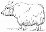 Coloriage  Yak Coloriages à Imprimer Gratuits sketch template