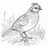 Premium Photo  Quail Bird Coloring Pages Black And White Outline Art sketch template