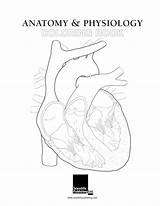 Anatomy & Physiology Coloring Book  Scientific Publishing sketch template