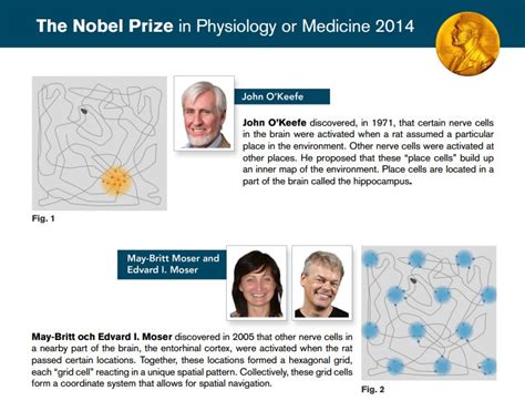 Trio win Nobel medicine prize for brain's 'GPS' (Update)