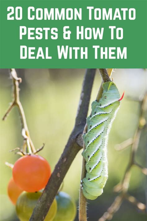 20 Common Tomato Pests and How To Deal With Them | Tomato plants, Tomato garden, Garden pest control