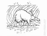 Aardvark Coloring Pages  Coloring Nation sketch template