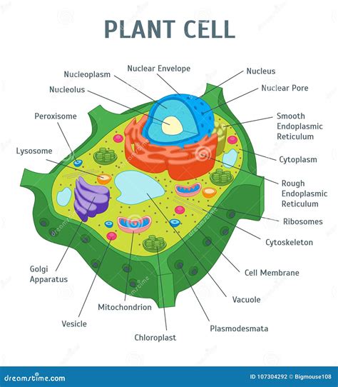 Plant Cell Anatomy Cartoon Vector | CartoonDealer.com #43912193