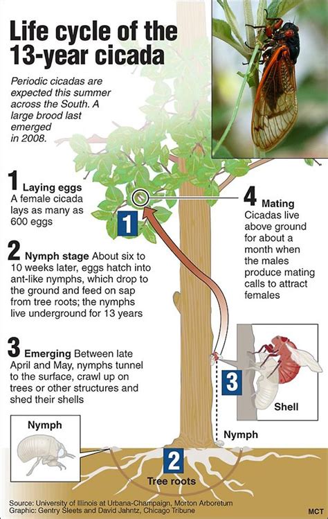 Cicada Life Cycle Pictures | Life cycles, Cycle pictures, Life