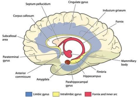 Der Gyrus cinguli: Struktur und Funktion - Gedankenwelt