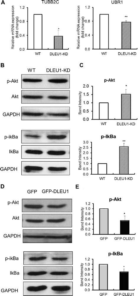 Figure 3 from The effects of DLEU1 gene expression in Burkitt lymphoma (BL): potential mechanism ...