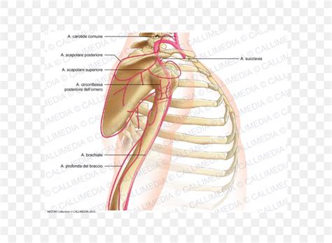 Thumb Shoulder Joint Arm Posterior Humeral Circumflex Artery, PNG ...