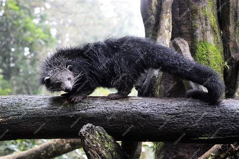 Premium Photo | The binturong Arctictis binturong also known as bearcat