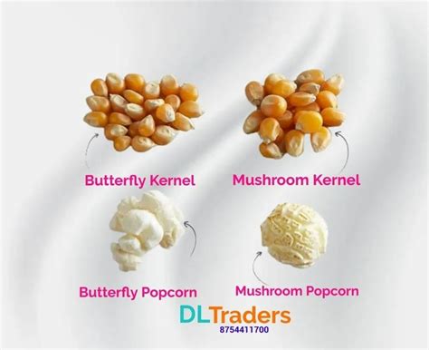 Butterfly Popcorn Kernels at Rs 117/kg | Popcorn Seeds in Chennai | ID: 27013004112