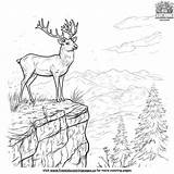Deer On A Cliff Coloring Pages sketch template