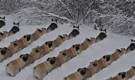 Corgi's leading an army of pugs to war | Pugs, Corgi, Pug life