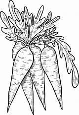 Printable Carrots coloring Page  Download Print Or Color Online For Free sketch template