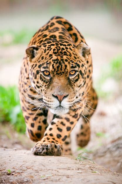 Jaguar Feeding - Feline Facts and Information