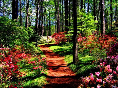 Forest In Spring wallpaper | nature and landscape | Wallpaper Better