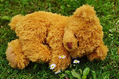 Free Images : grass, meadow, play, sweet, cute, teddy bear, children, sleep, toys, bears, funny ...