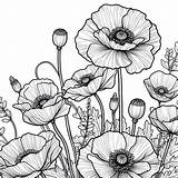 Poppy Flowers 🌺 Coloring Page sketch template