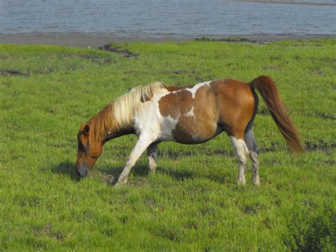 1920x1080 wallpaper | Island, Wildlife, Wild Horse, Beach, grass, animal themes | Peakpx