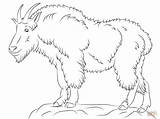 Mountain Goat Coloring Page  Free Printable Coloring Pages sketch template