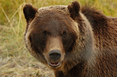 Grizzly Bear Hunting Season Could Soon Return to Wyoming - Bloomberg