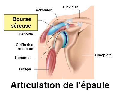 Bourses séreuses : définition - docteurclic.com