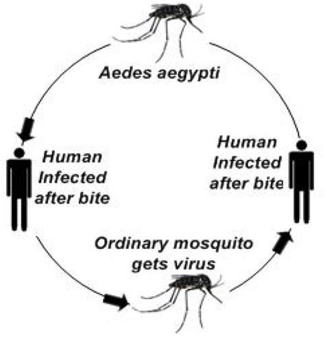 Dengue Mosquito Life Cycle