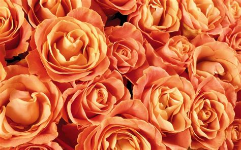 Orange Rose Flower Wallpaper