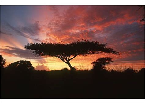 Photograph-Portrait of an Acacia Tree at Sunset-7"x5" Photo Print made in the USA | Acacia tree ...